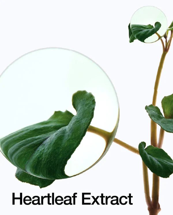 Heartleaf Soothing Ampoule – أمبول هارت ليف المهدئ